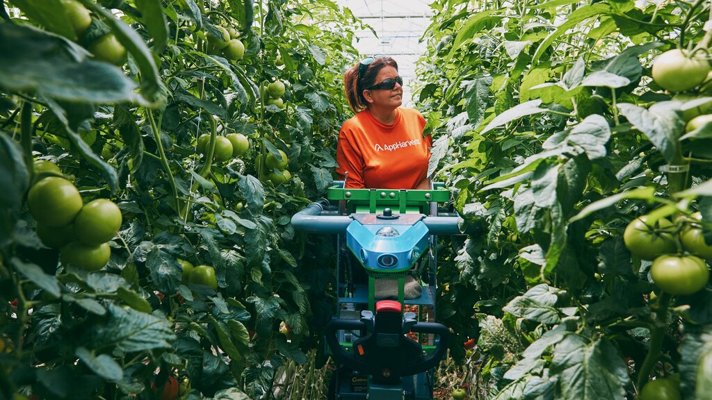 Un especialista en el cuidado de cultivos de AppHarvest examina las hileras de tomates para comprobar la calidad y productividad de las plantas de la granja interior de tecnología de avanzada de la empresa.