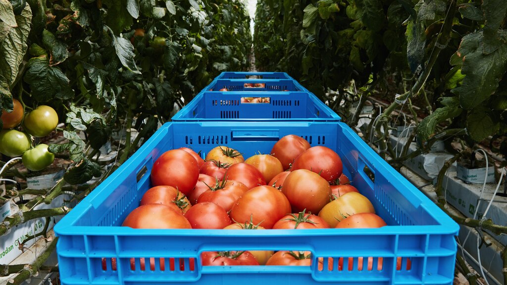 Cajas de plástico azules llenas de tomates rojos cosechados entre las hileras de plantas de tomate.